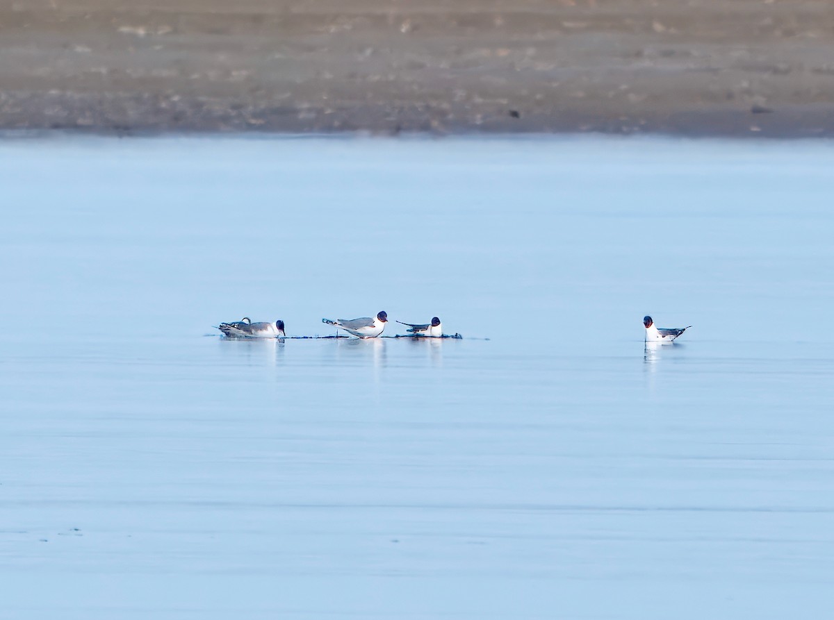 Sabine's Gull - ML623856513