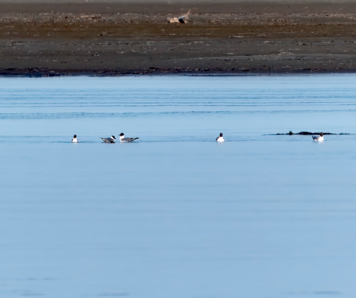 Sabine's Gull - ML623856514