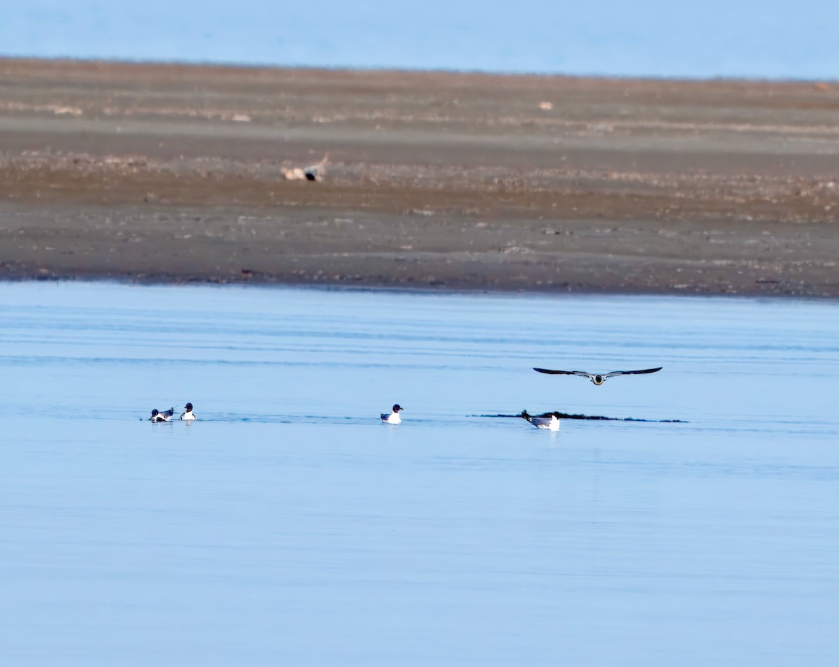 Sabine's Gull - ML623856515