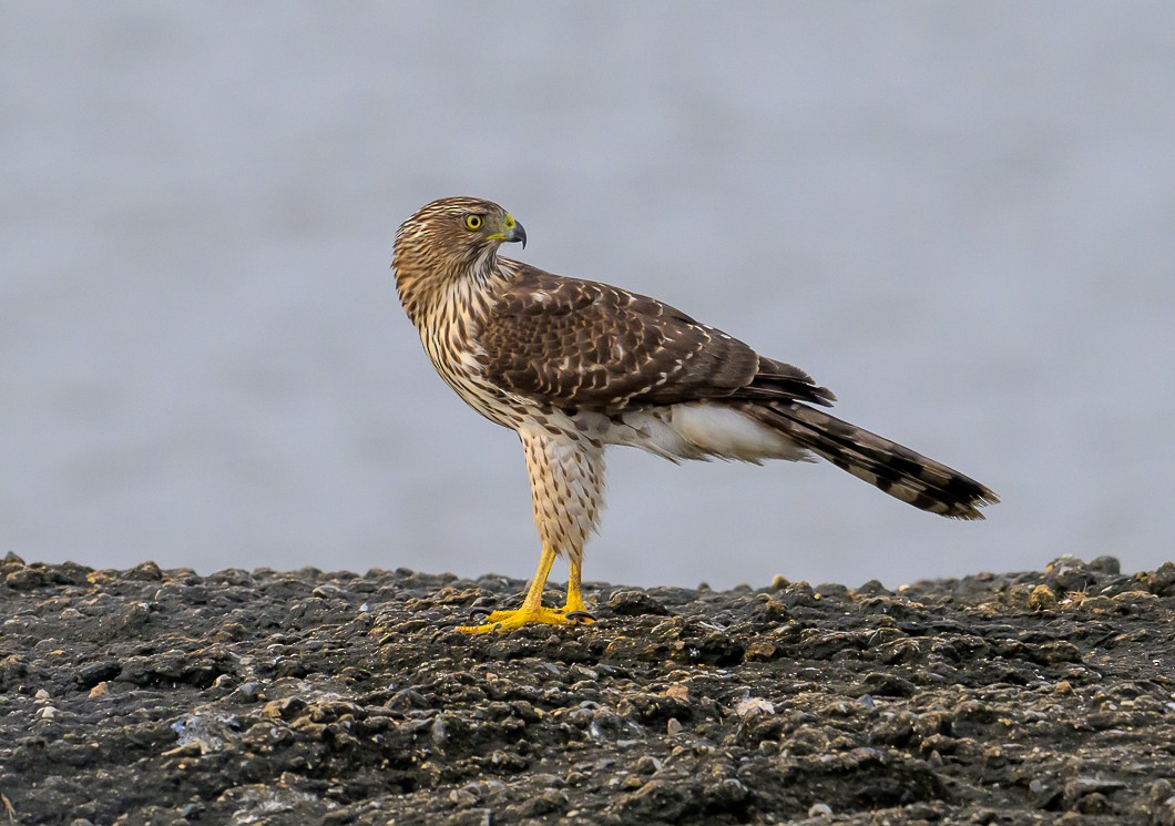 Cooper's Hawk - ML623856543