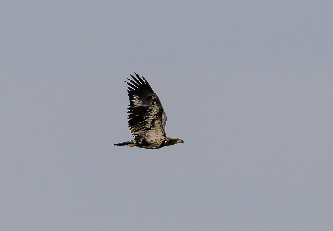 Bald Eagle - Bert Filemyr