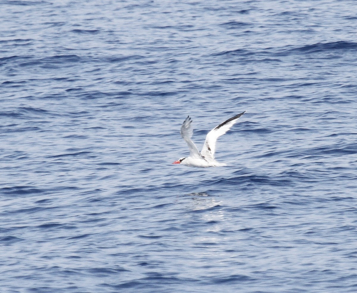 Red-billed Tropicbird - ML623856567