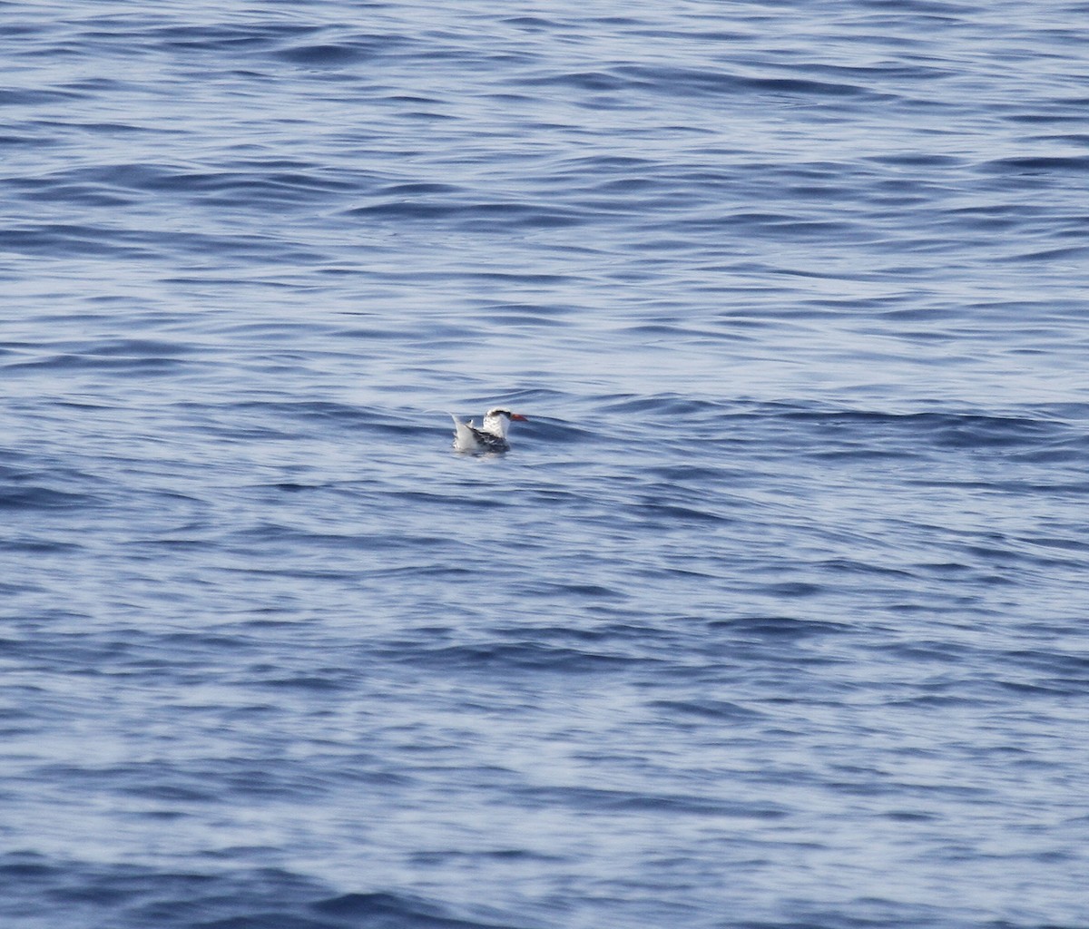 Red-billed Tropicbird - ML623856568