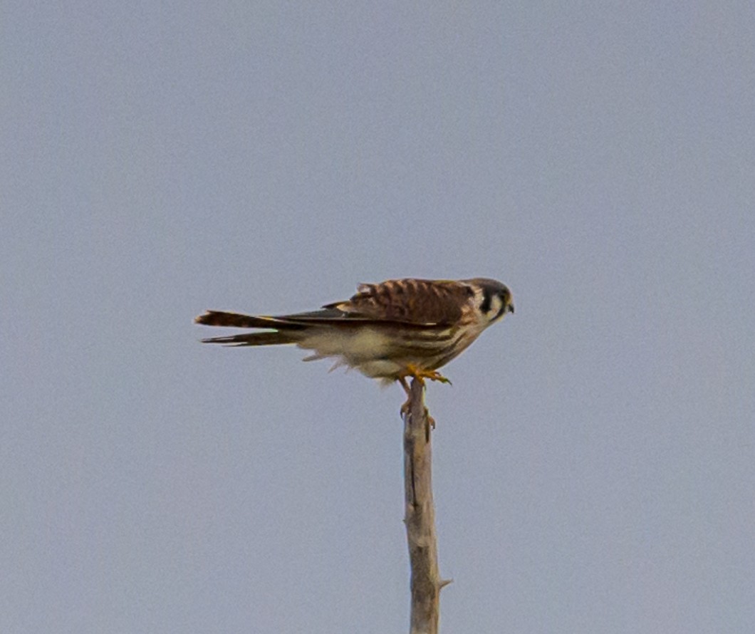 American Kestrel - Bert Filemyr