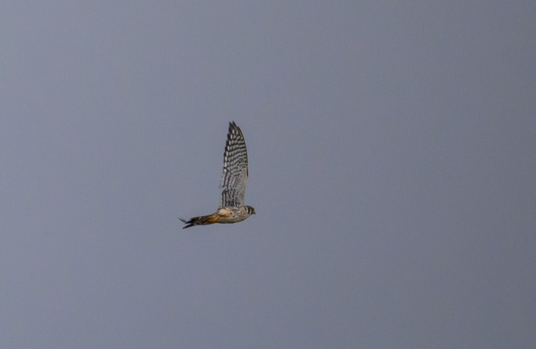 American Kestrel - ML623856593