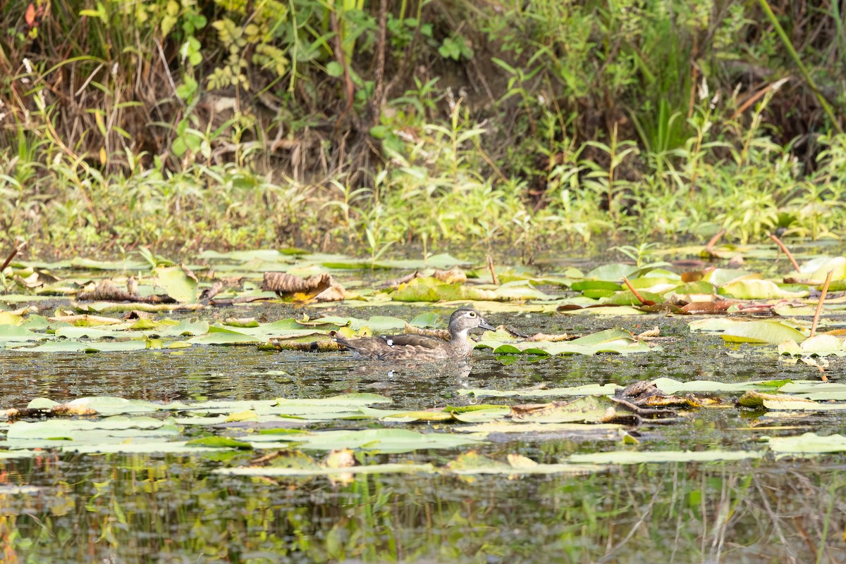 Wood Duck - Amy Rangel