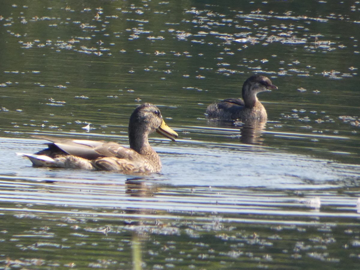 Pied-billed Grebe - ML623856628