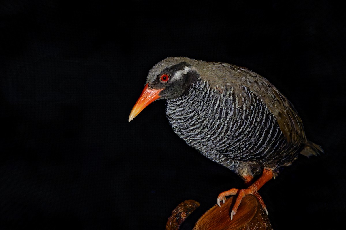 Okinawa Rail - William Hemstrom