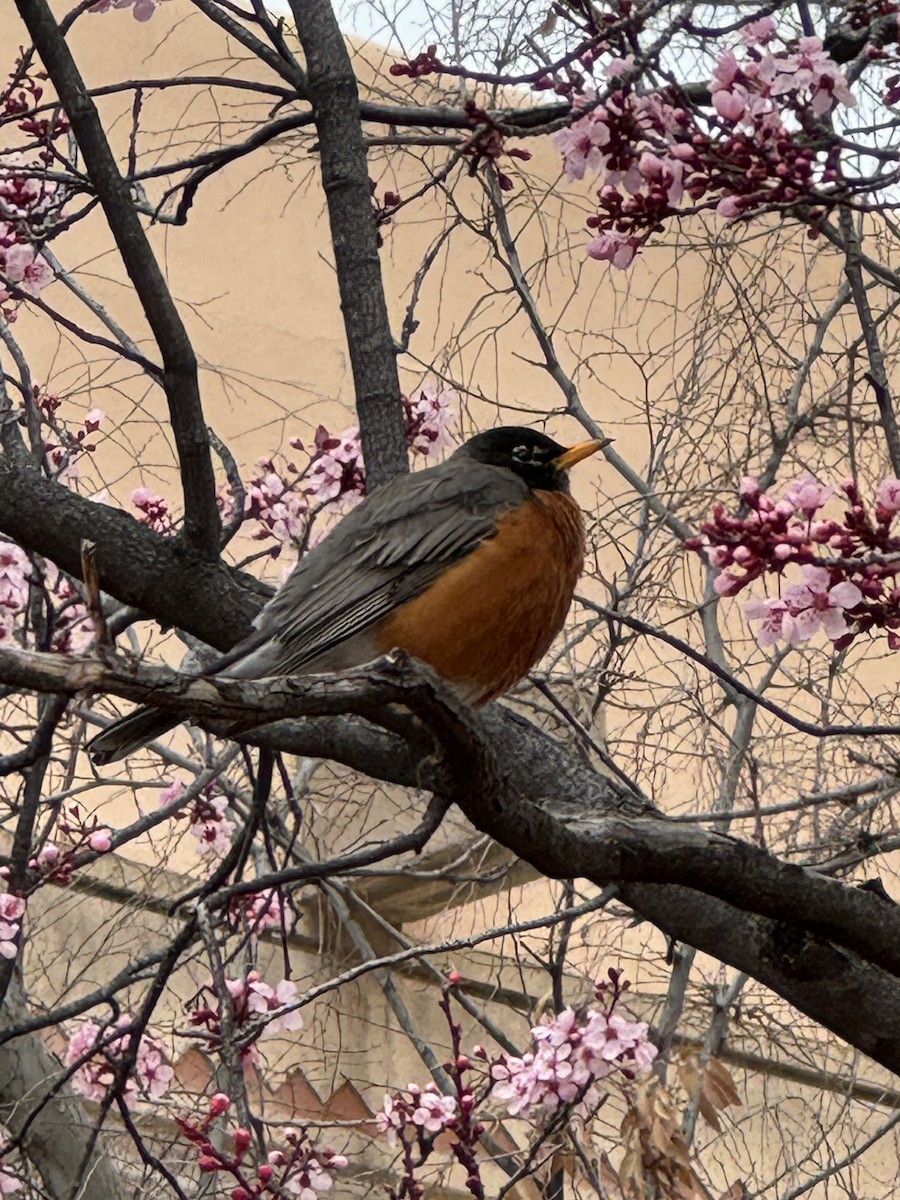 American Robin - Jacob Bagley