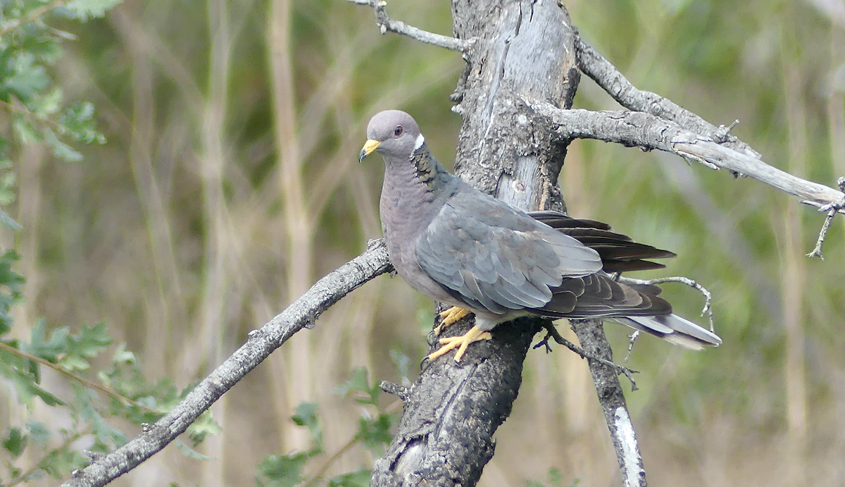 Band-tailed Pigeon - ML623856738