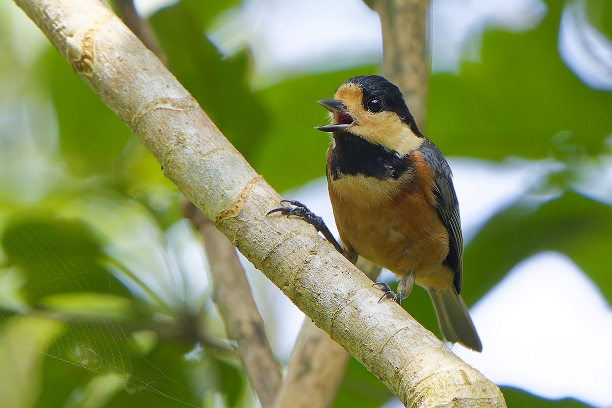 Varied Tit - William Hemstrom