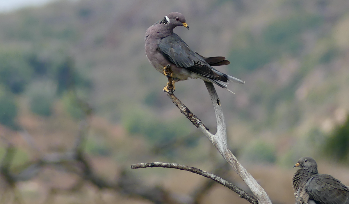 Band-tailed Pigeon - N Jones