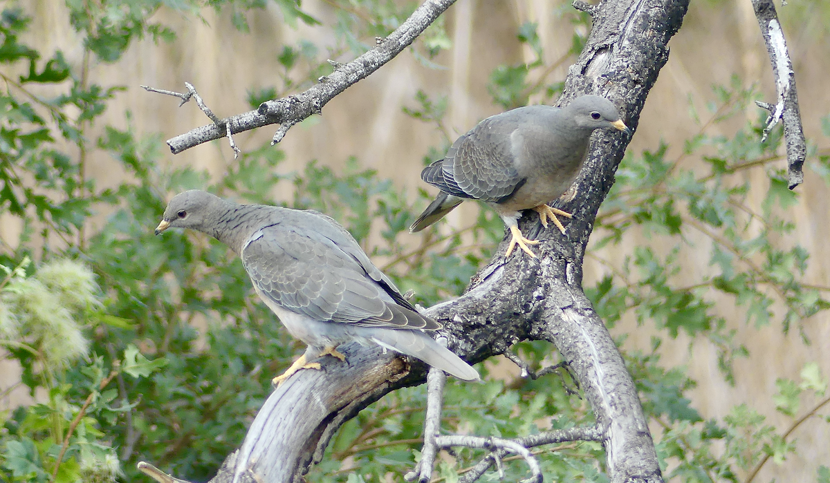 Band-tailed Pigeon - ML623856754