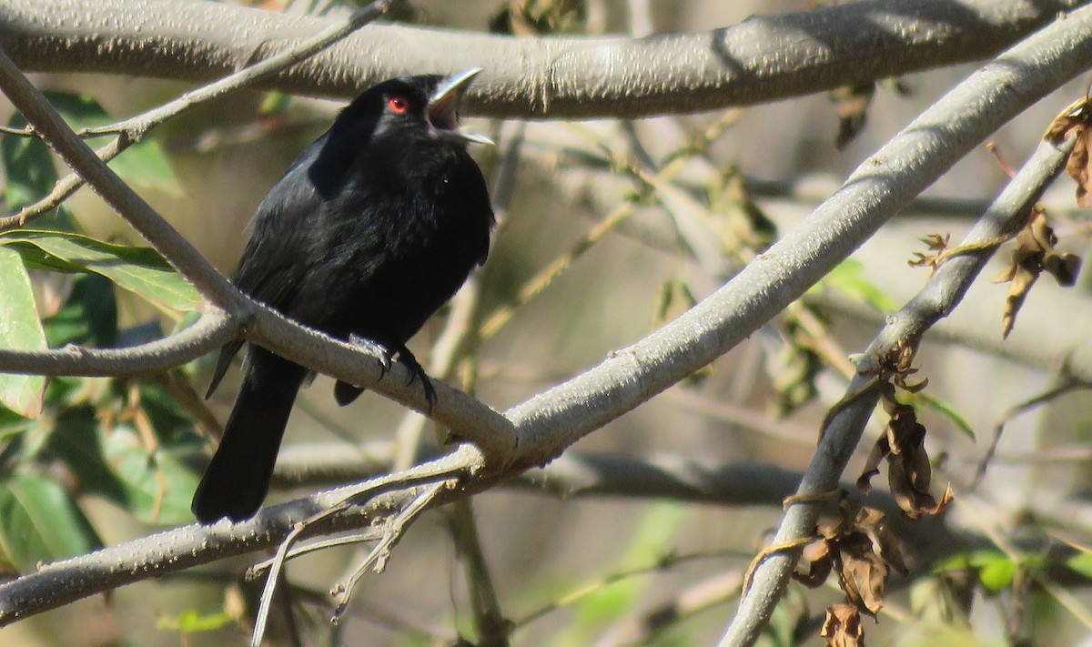 Blue-billed Black-Tyrant - ML623856767