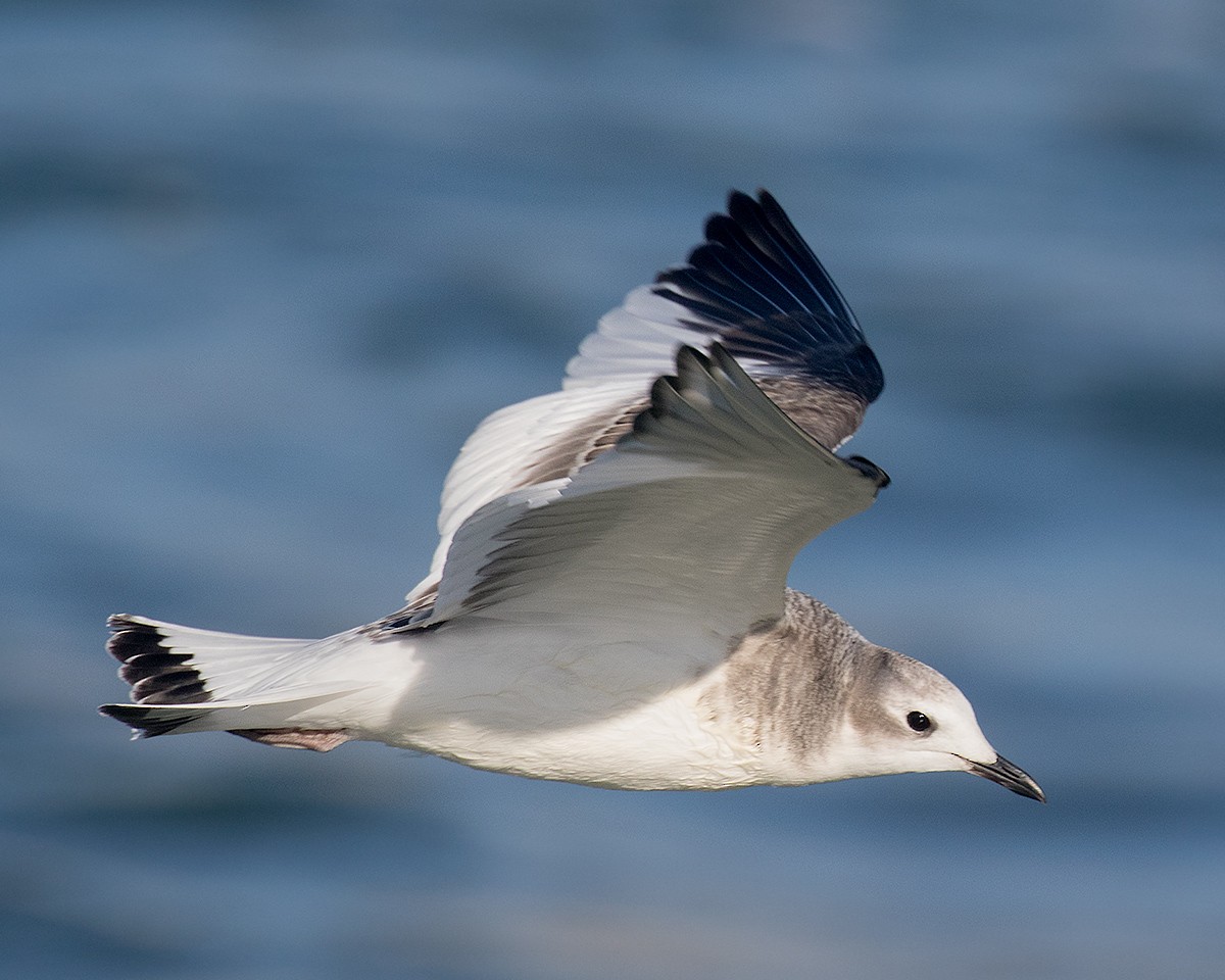 Sabine's Gull - ML623856842