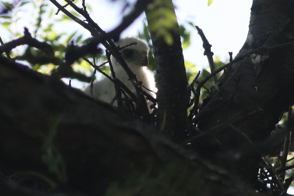 Cooper's Hawk - Katharine Spencer