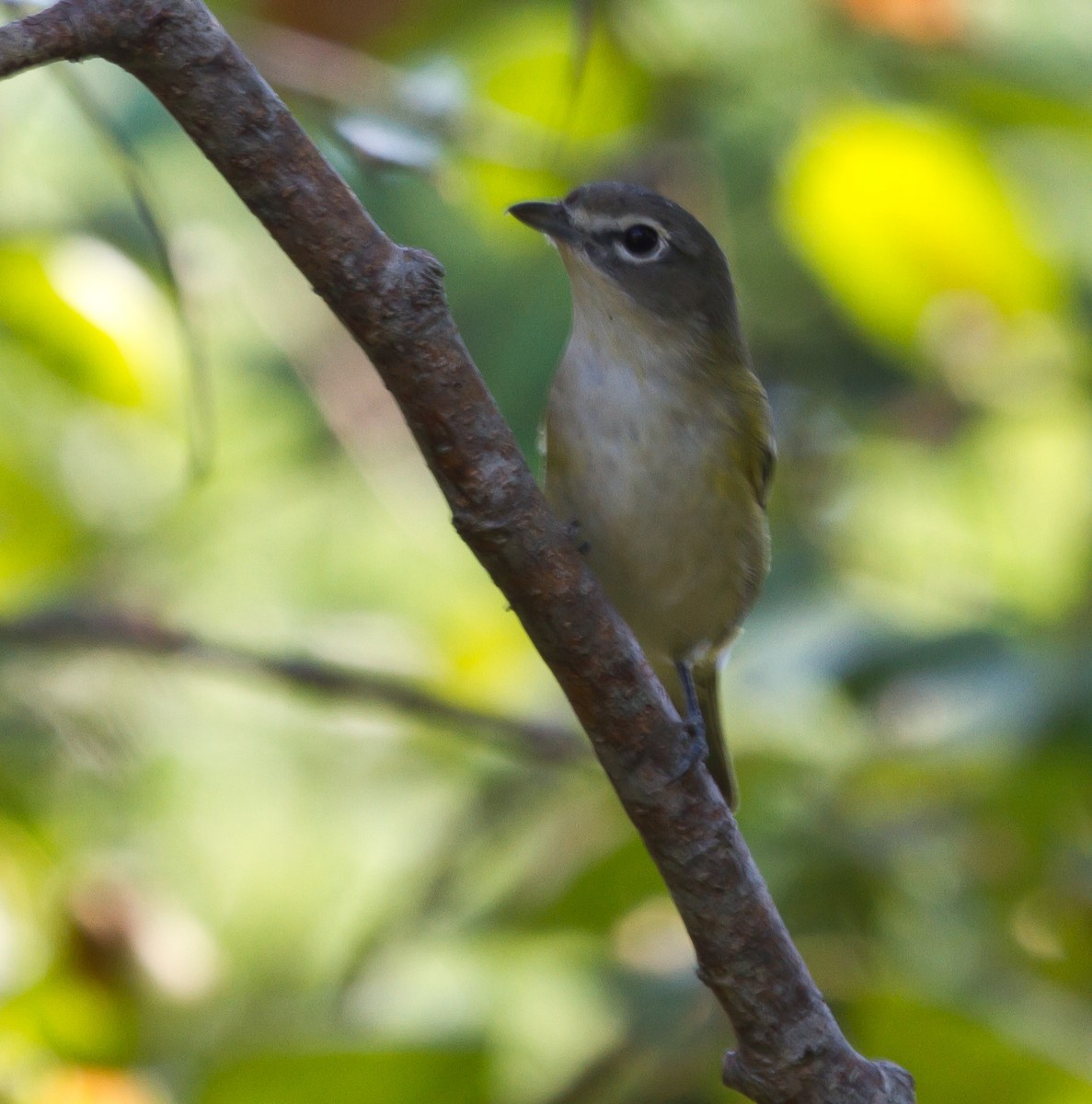 Blue-headed Vireo - ML623856887