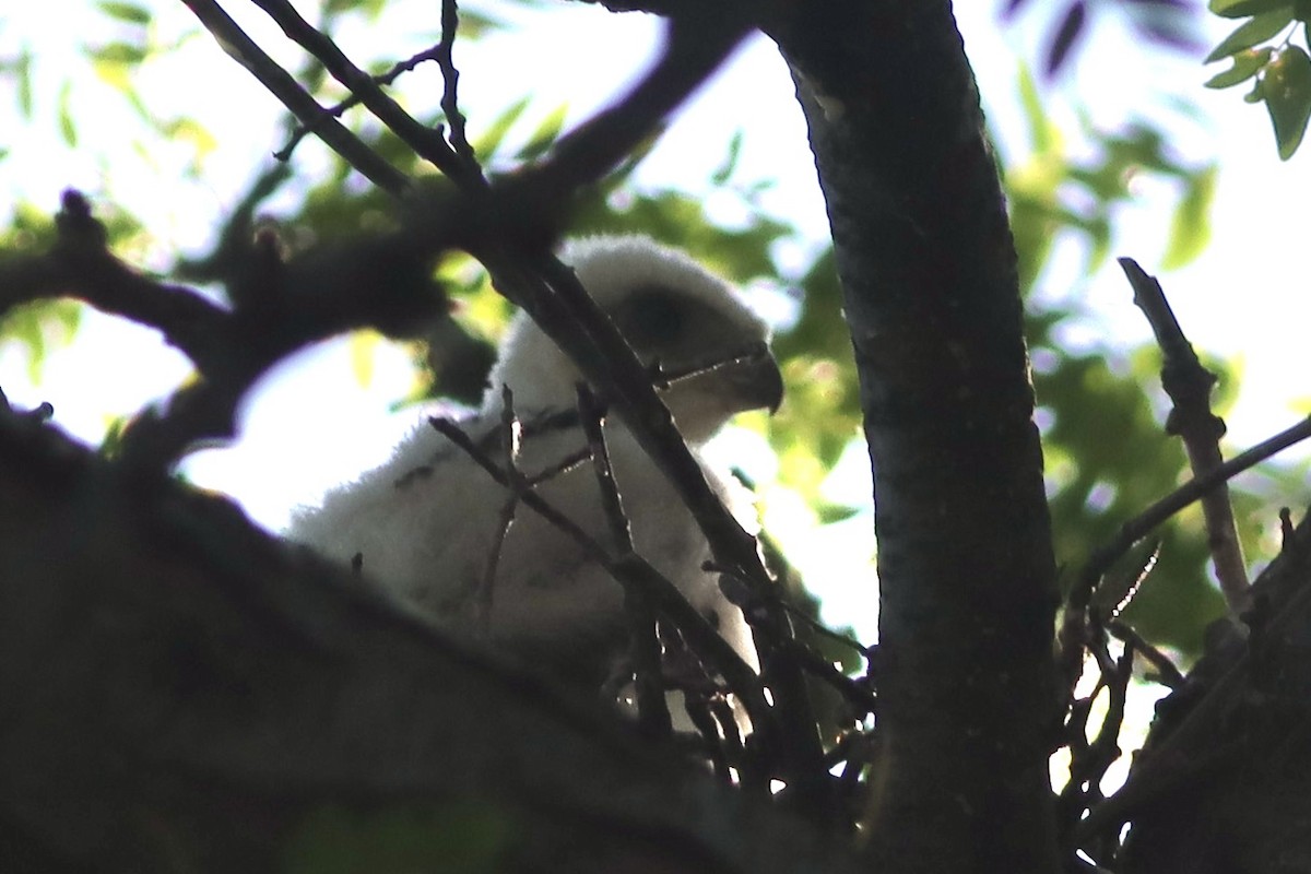 Cooper's Hawk - Katharine Spencer