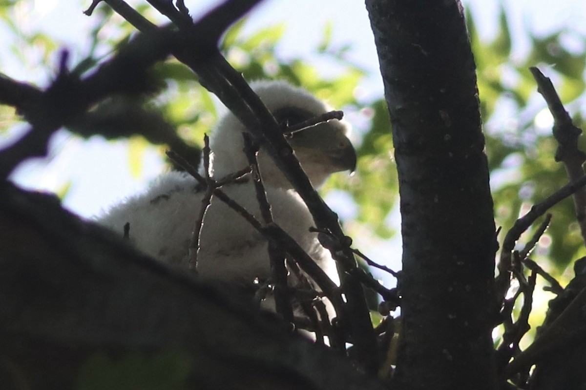 Cooper's Hawk - Katharine Spencer