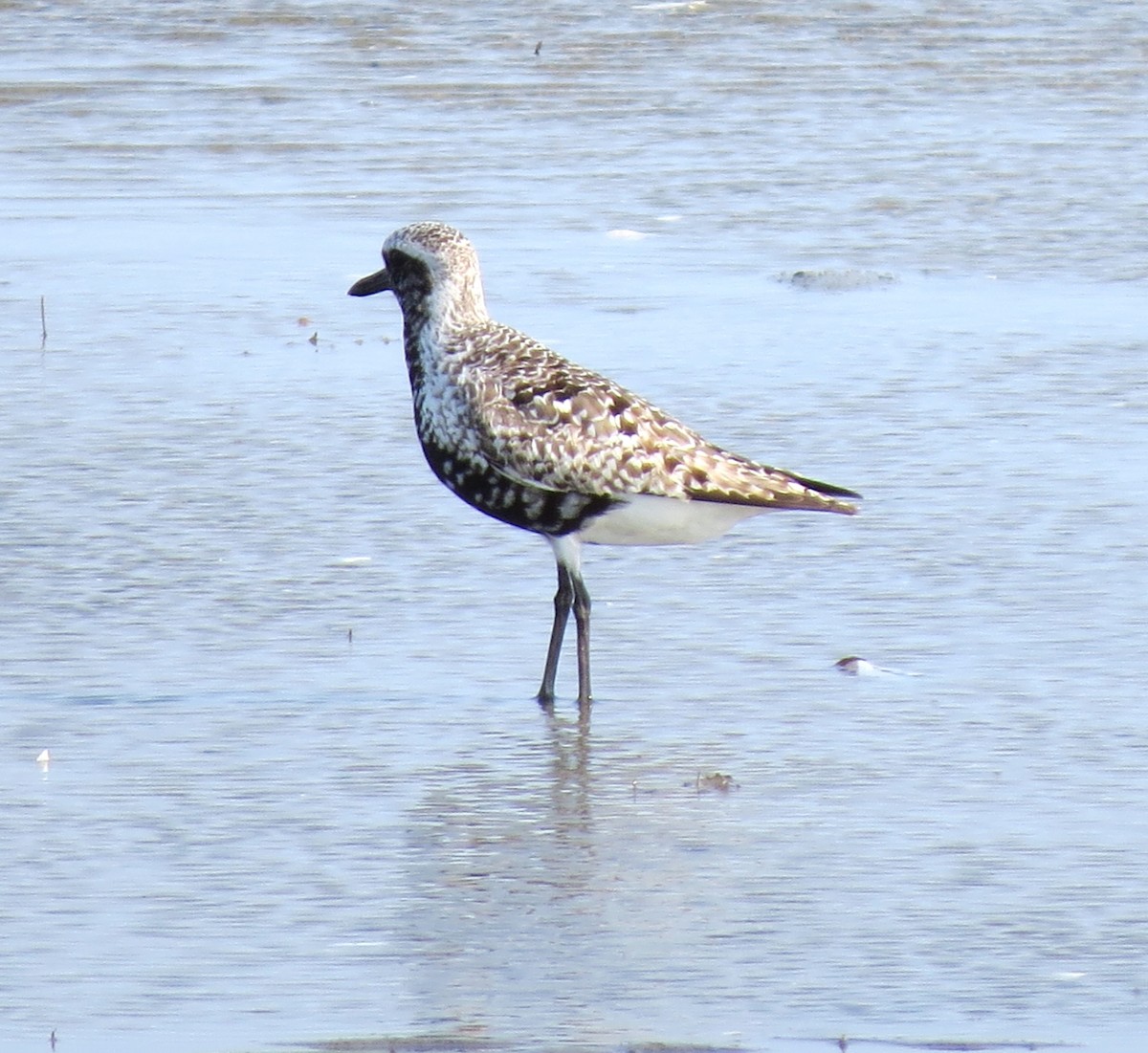 Black-bellied Plover - ML623856908