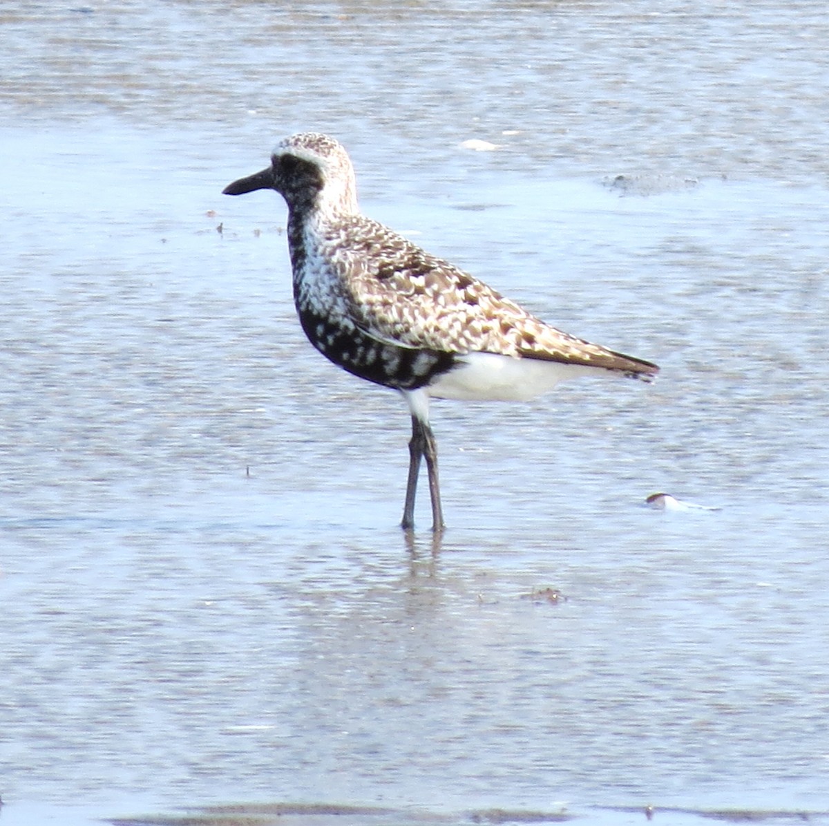 Black-bellied Plover - ML623856910