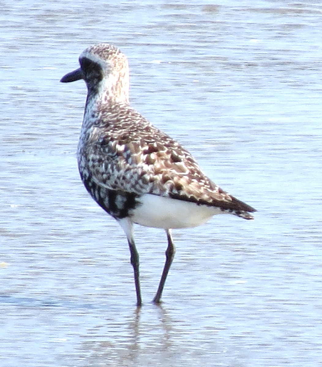 Black-bellied Plover - ML623856916