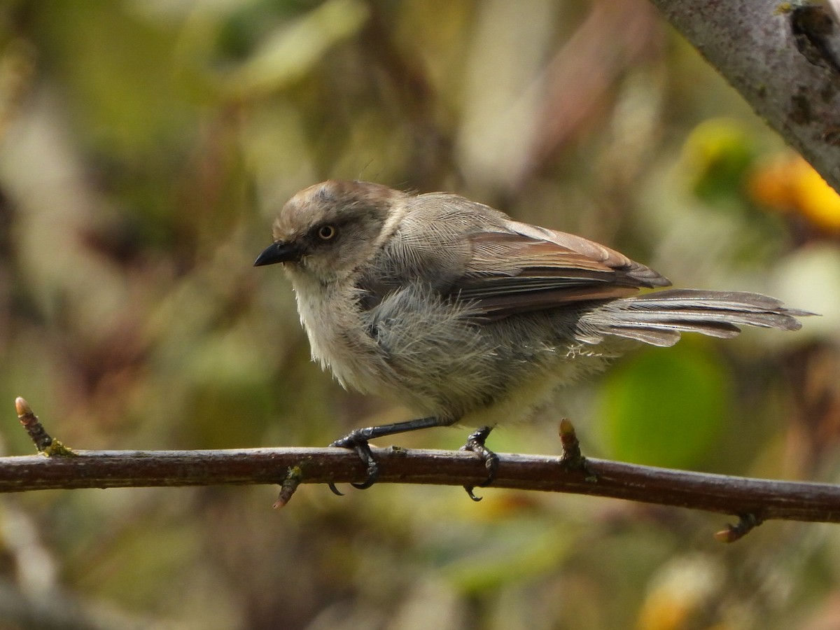 Bushtit - ML623856962