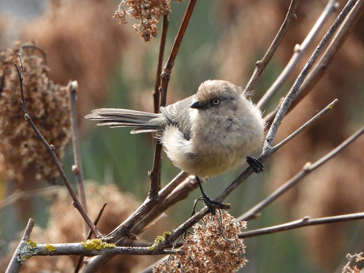 Bushtit - ML623856963