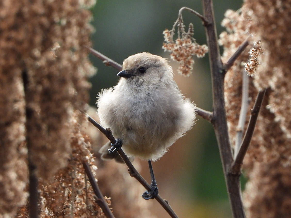 Bushtit - ML623856964