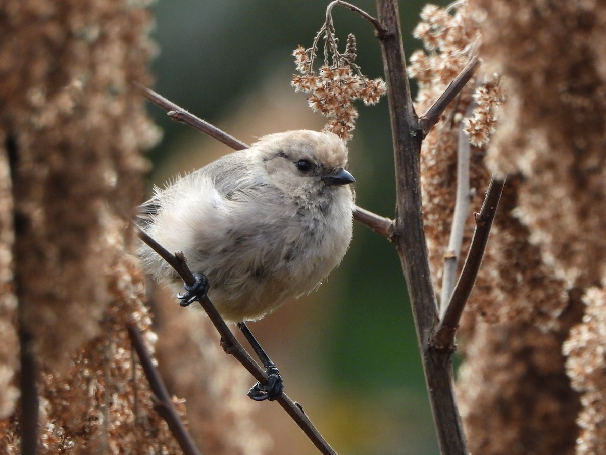 Bushtit - ML623856965