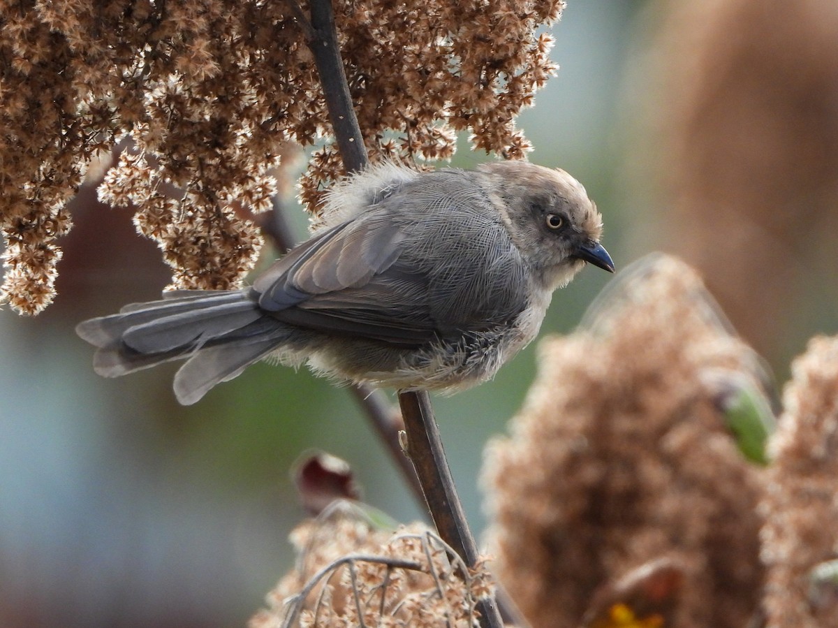 Bushtit - ML623856966