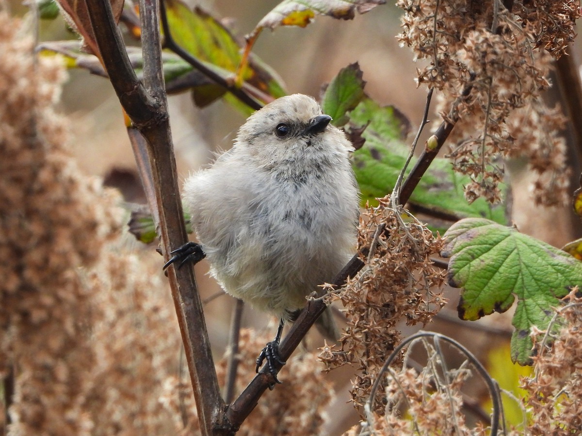 Bushtit - ML623856967