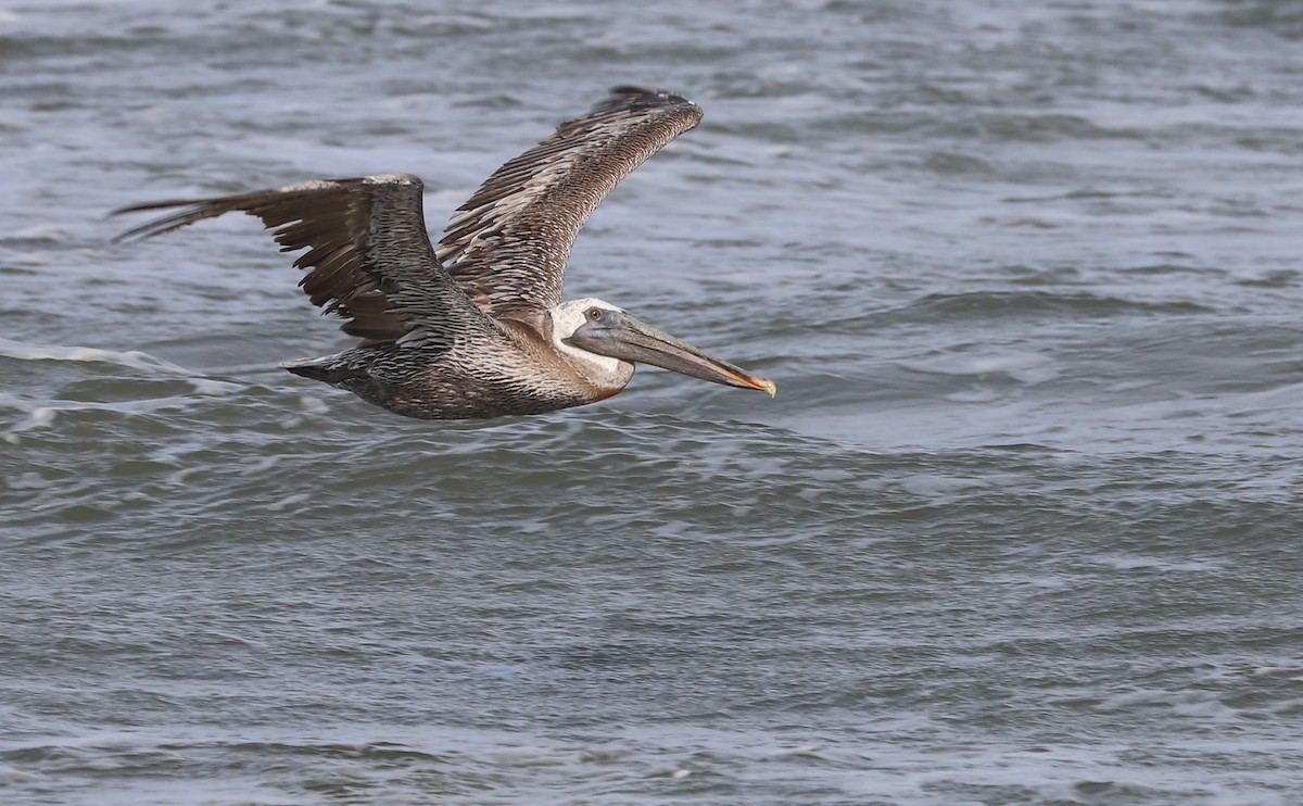 Brown Pelican - ML623856968