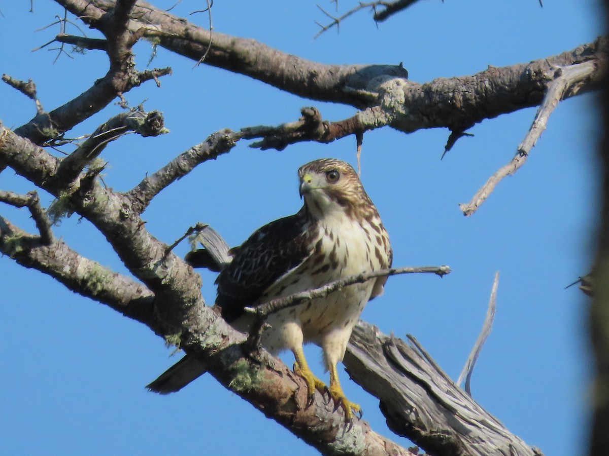 Broad-winged Hawk - ML623856990