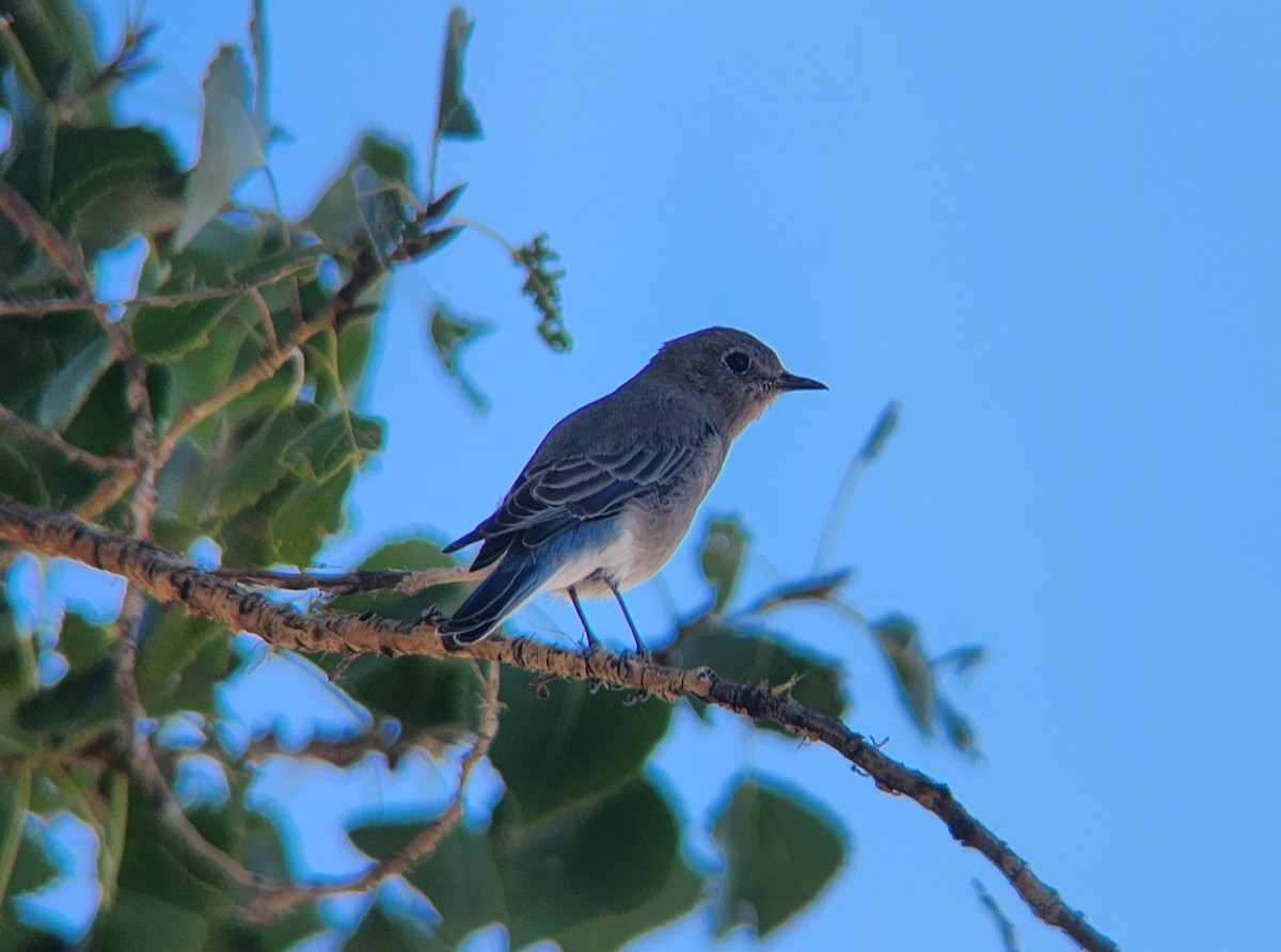 Mountain Bluebird - ML623857013