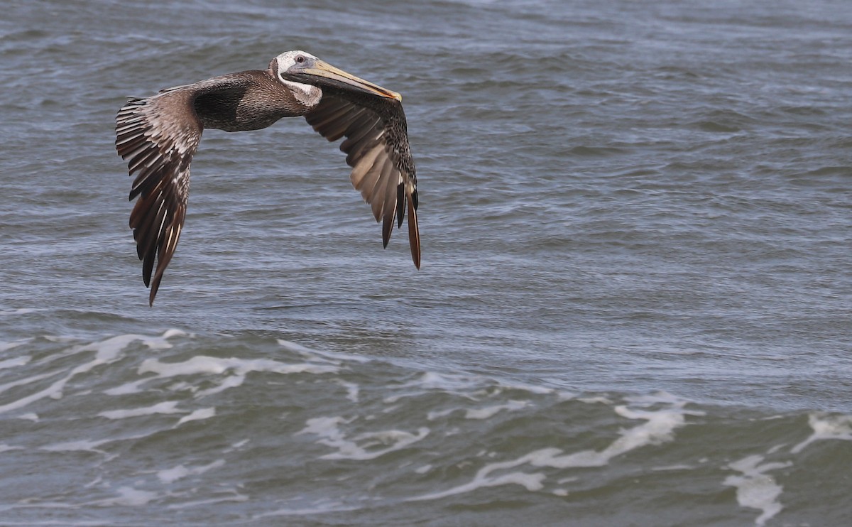 Brown Pelican - Rob Bielawski