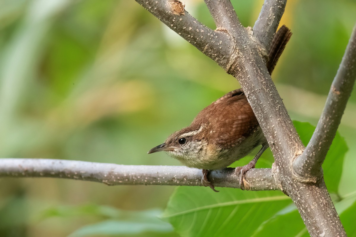 Carolina Wren - ML623857025