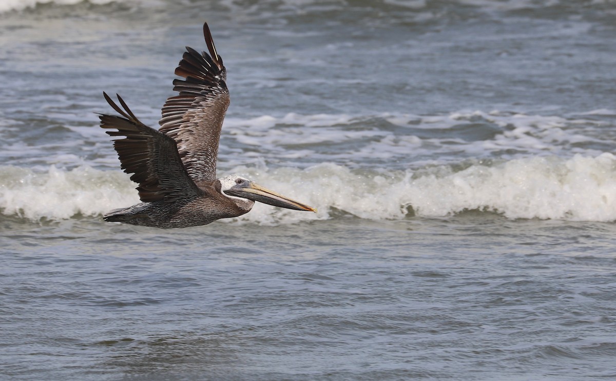 Brown Pelican - ML623857031