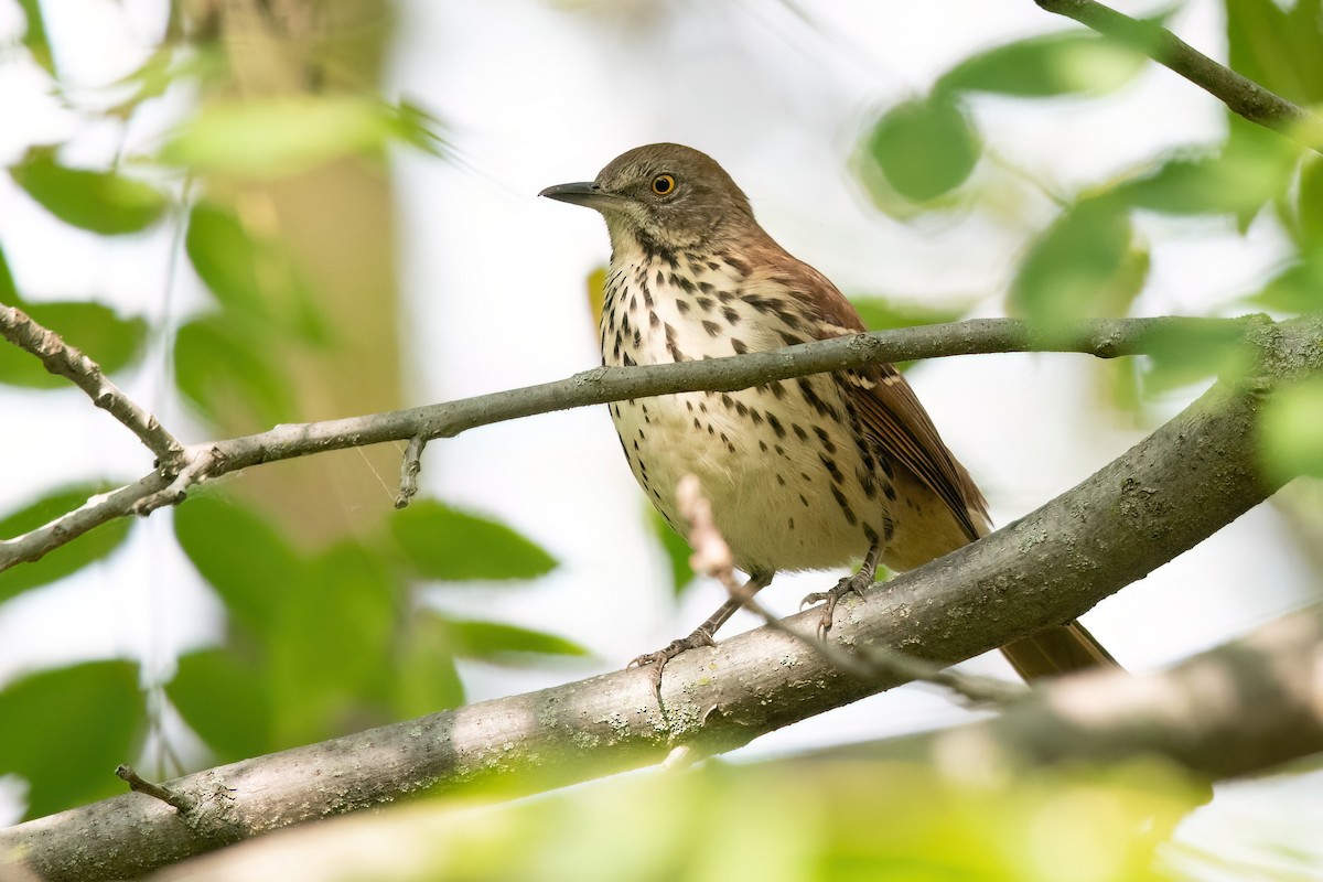 Brown Thrasher - ML623857032