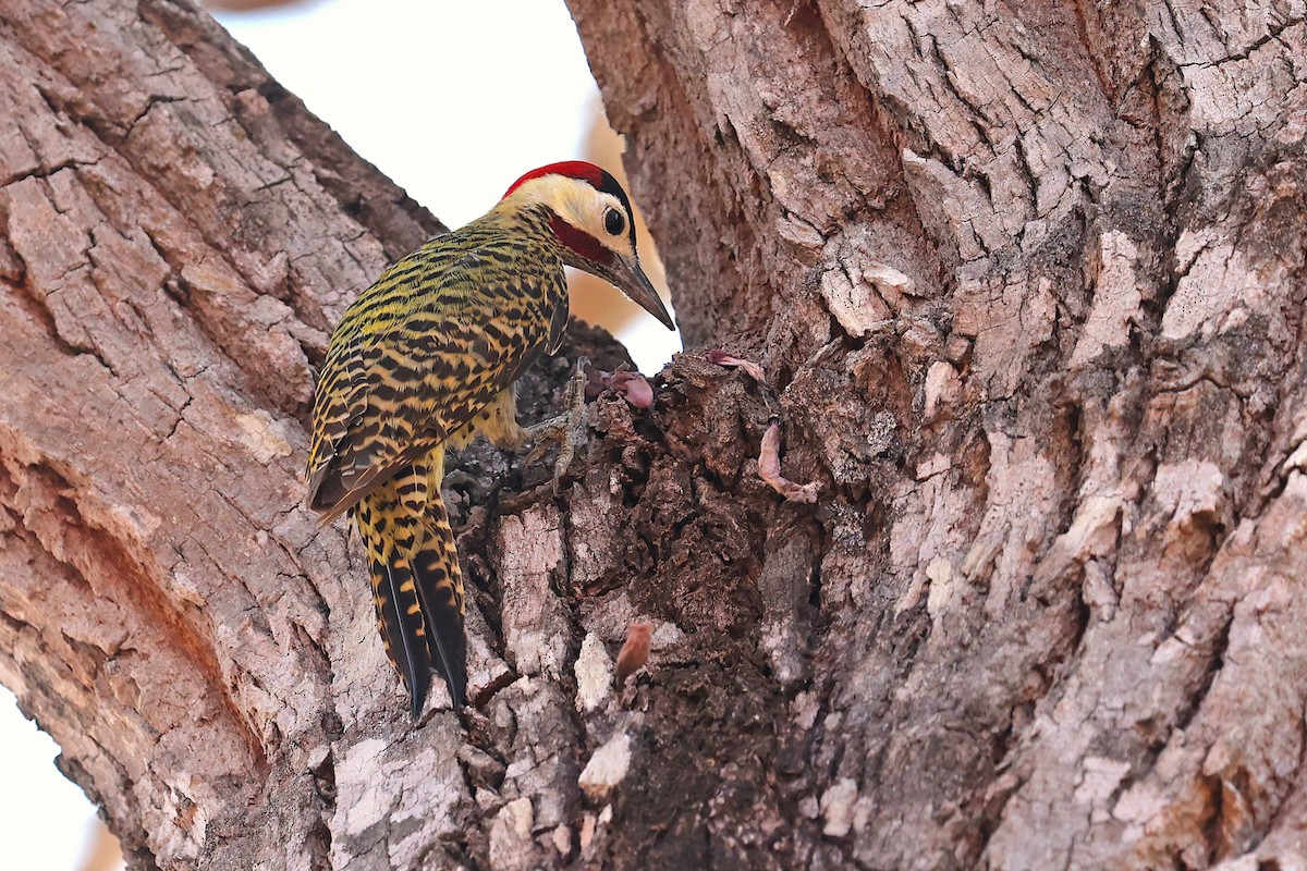 Green-barred Woodpecker (Green-barred) - ML623857035