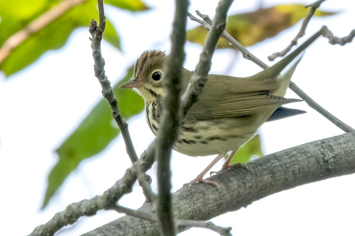 Ovenbird - ML623857036