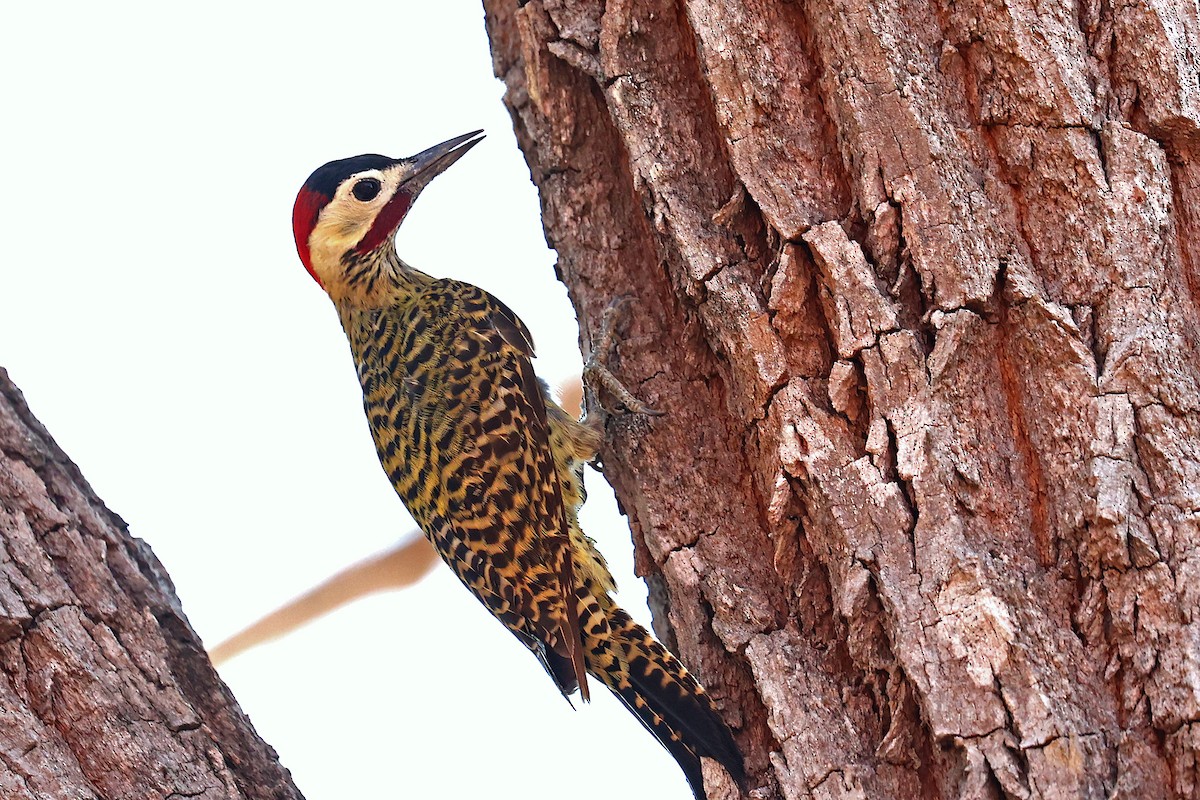 Green-barred Woodpecker (Green-barred) - ML623857038