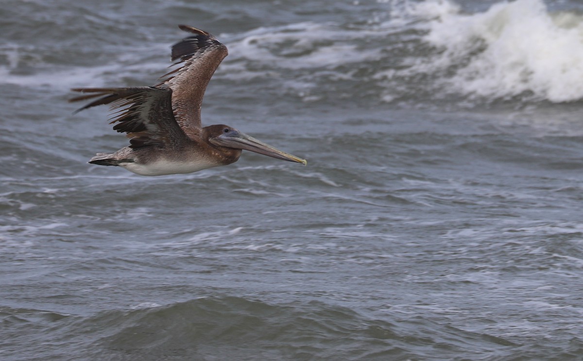 Brown Pelican - ML623857039