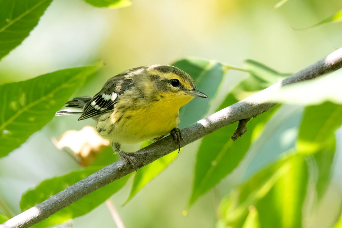 Blackburnian Warbler - ML623857047