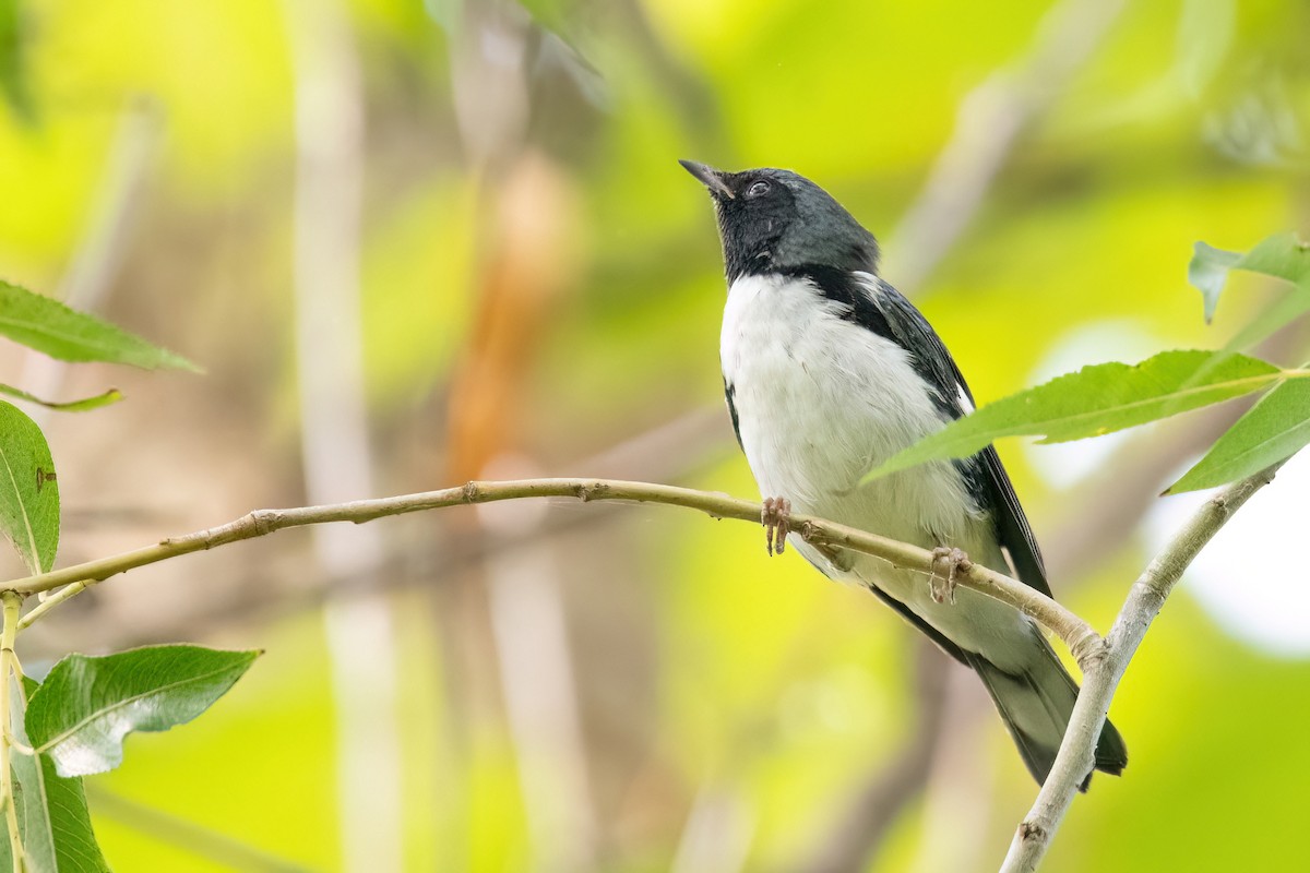 Black-throated Blue Warbler - ML623857053