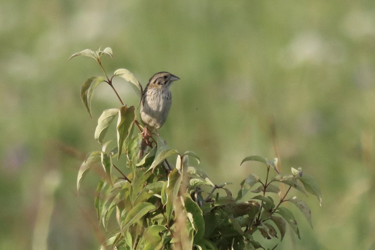 Henslow's Sparrow - ML623857054