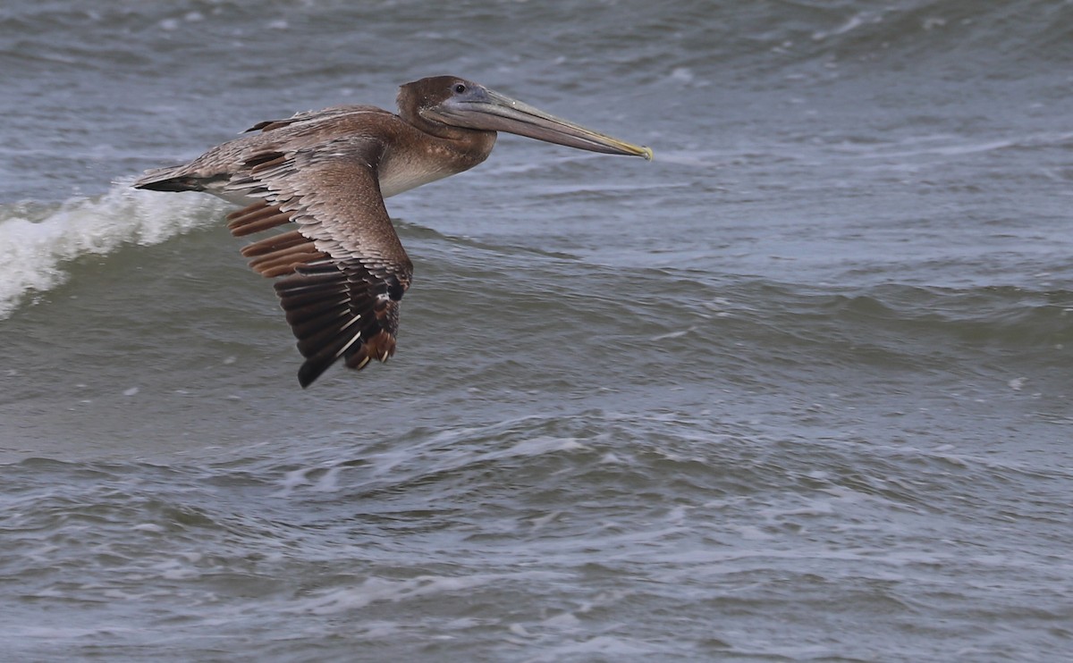 Brown Pelican - ML623857055