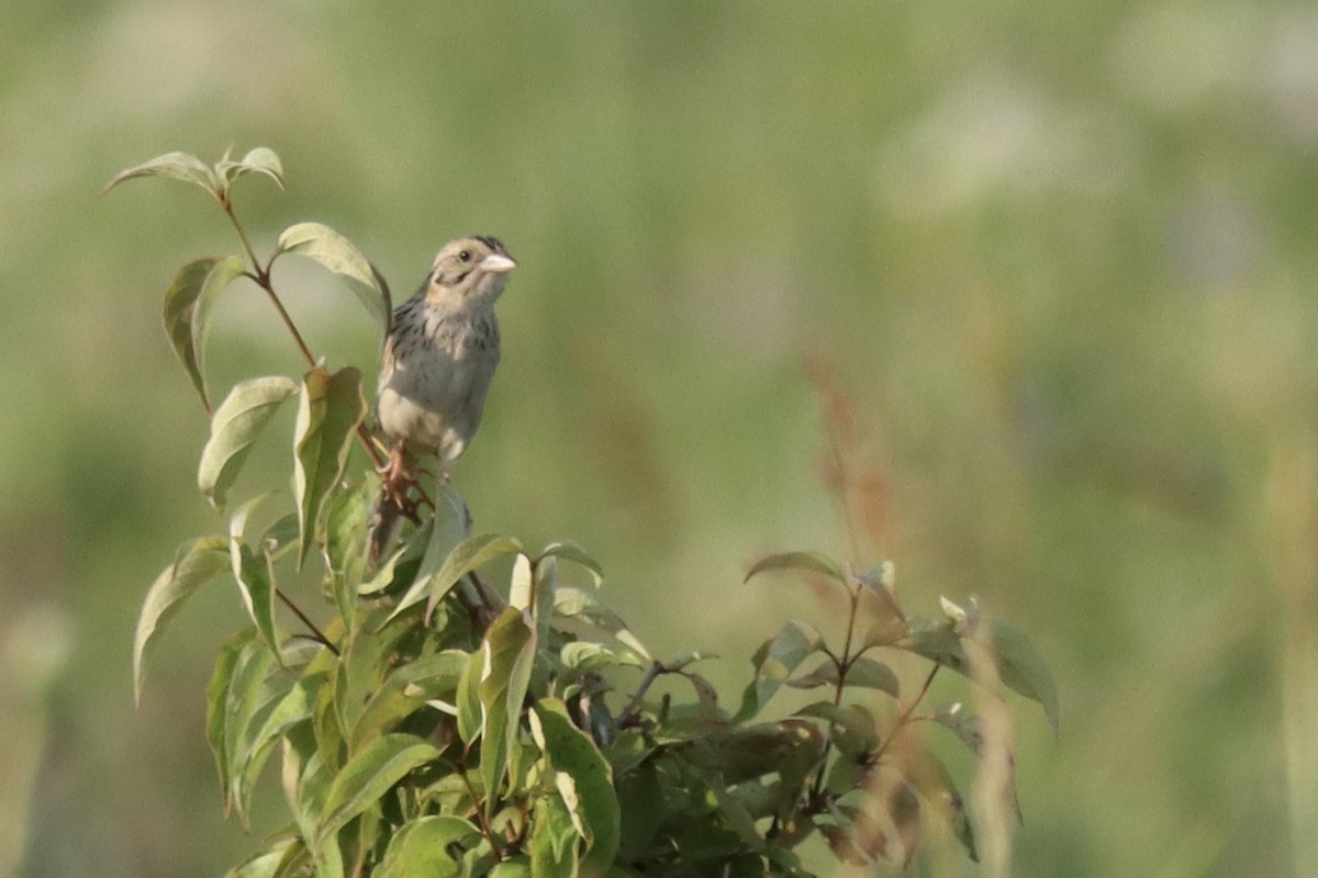 Henslow's Sparrow - ML623857059