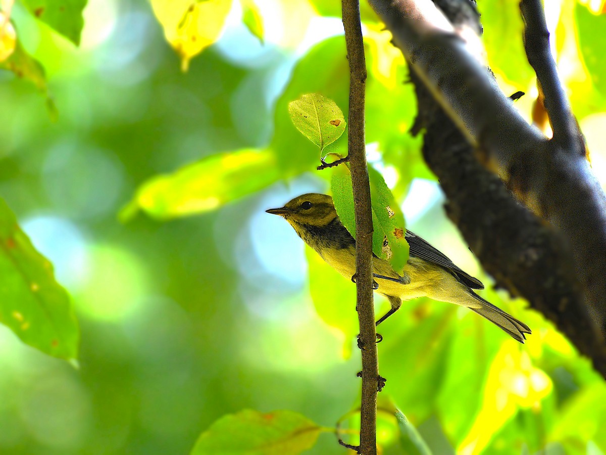 Black-throated Green Warbler - Trevor Gorby