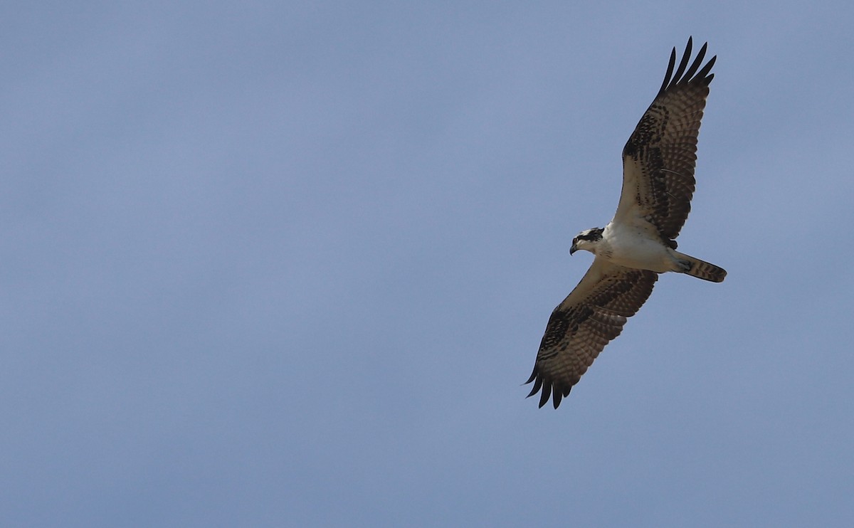 Osprey (carolinensis) - ML623857089